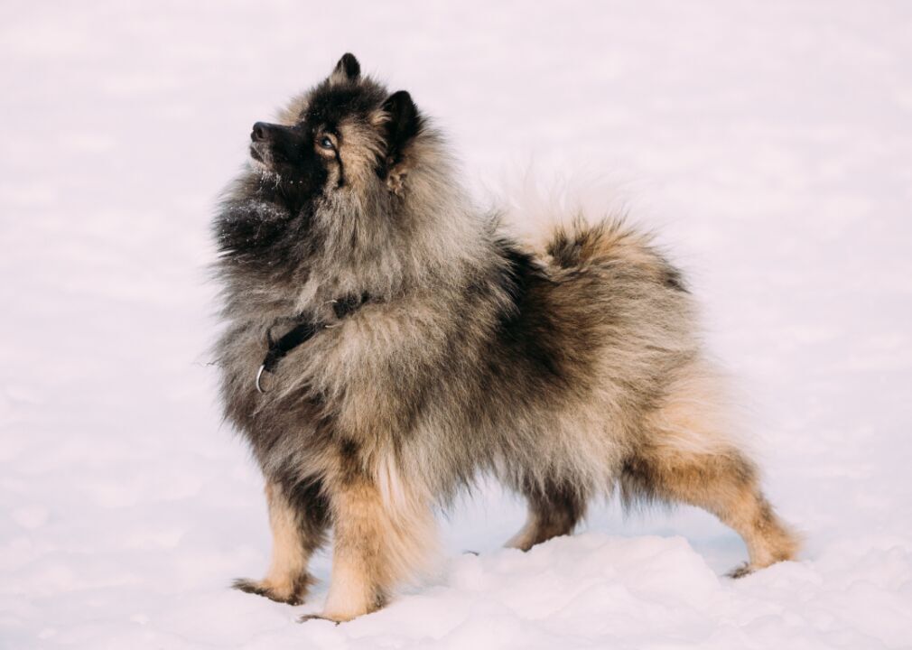 #16. Keeshond (tie)